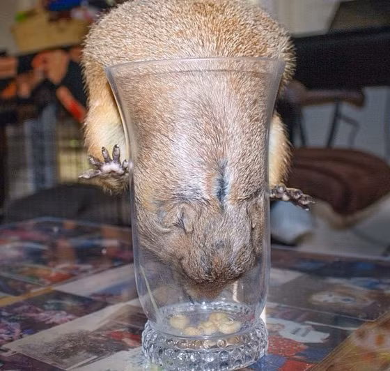 Thi thoảng Swarley mắc kẹt với những trò lố của mình và trở thành trò cười cho cả gia đình.