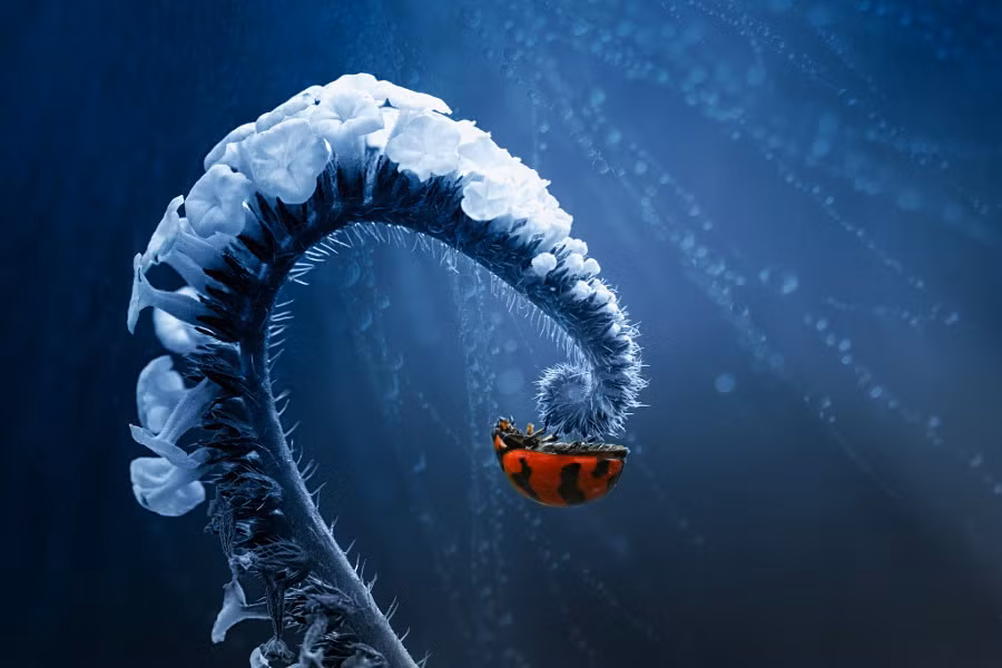 Kỹ thuật nhiếp ảnh này tuy không khó nhưng lại đòi hỏi người chụp phải có đầu óc sáng tạo, liên kết tốt giữa cảm xúc và thực tế, lựa chọn khoảnh khắc chính xác.