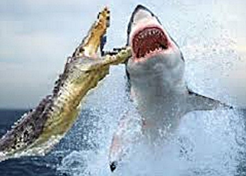 Cá sấu khổng lồ đại chiến với cá mập trắng lớn và kết quả là nó thua to, phải bỏ mạng trong trận chiến lịch sử này. Cá sấu đã tưởng thắng chắc khi xé rách một chiếc vây của cá mập trắng lớn nhưng cuối cùng bằng sự xảo quyệt của mình, con cá mập đã giết chết cá sấu bằng cách tấn công từ bên dưới.