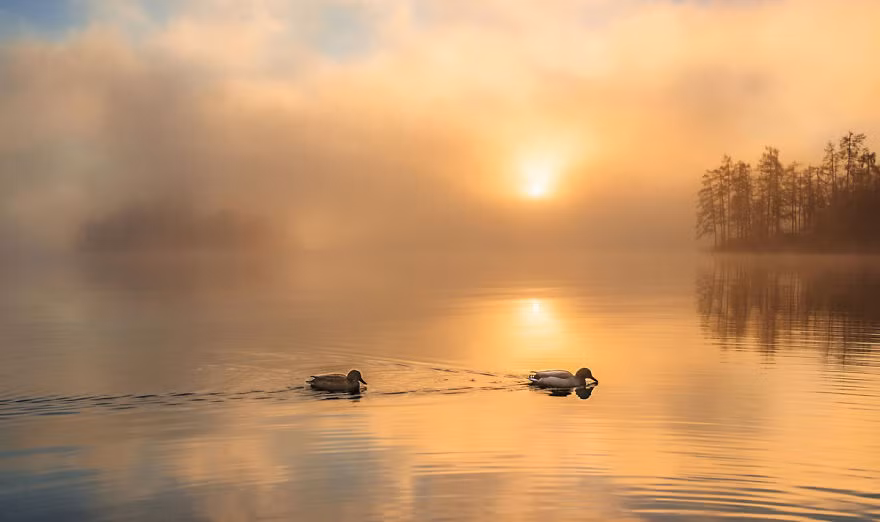 Những con vịt tung tăng bơi lội quanh hồ càng khiến cho du khách cảm thấy đang được du hành ngược thời gian, quay trở về thời cổ xưa, nơi những câu truyện truyền thuyết được truyền miệng ngày này qua ngày khác.