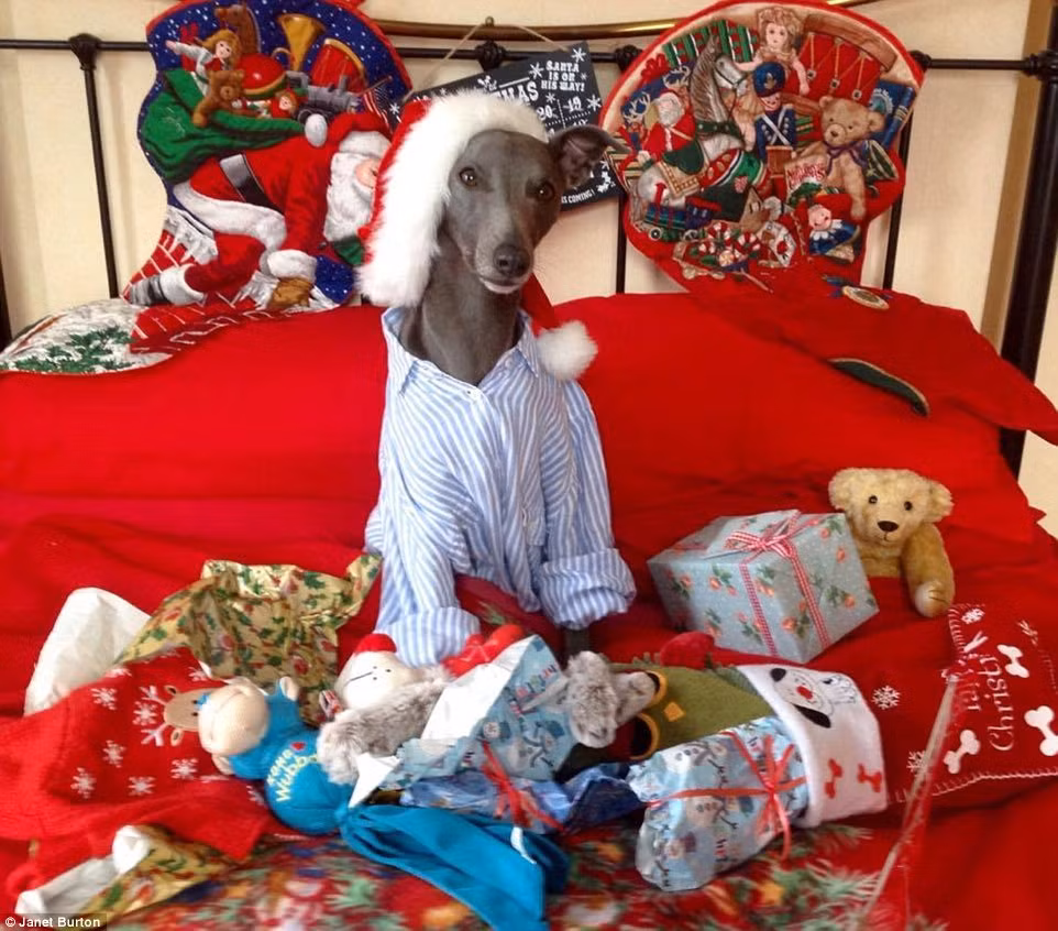 Rupert đã chứng minh mình là một người mẫu động vật chuyên nghiệp khi hóa thân xuất sắc vào hình tượng nữ hoàng Anh, đội vương miện, tóc giả, đeo vòng ngọc trai, mặc váy, ngồi trên bàn làm việc với cây bút lông và bức tượng một con chó giống Corgi. Trong ảnh là Rupert bên cạnh tất cả số quà mà mình nhận được.