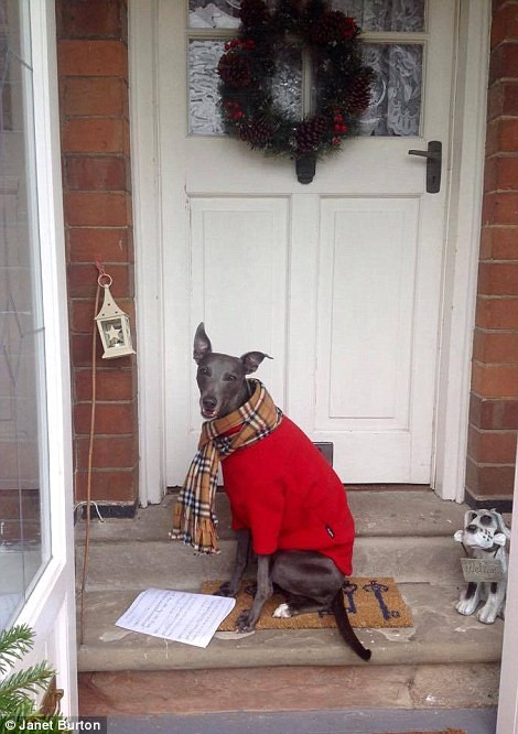 Chú kiên nhẫn đợi chủ nhân trước của để cùng thực hiện kế hoạch Giáng sinh.