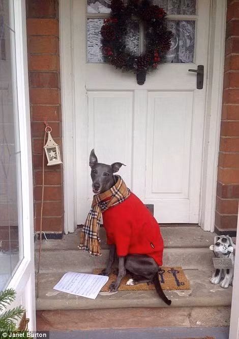 Chú kiên nhẫn đợi chủ nhân trước của để cùng thực hiện kế hoạch Giáng sinh.