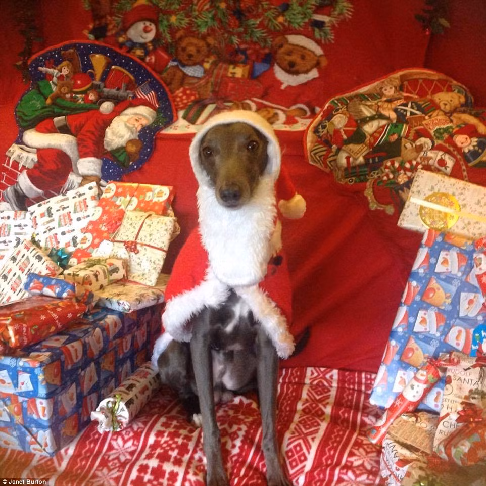 Những hình ảnh của Rupert bắt đầu thu hút người hâm mộ và chú ta trở thành một trong những nhà tài trợ hào phóng cho quỹ từ thiện cứu hộ động vật Just Whippets. Năm nay, qua những hình ảnh của mình, Rupert đã thu hút được 2000 bảng Anh tiền tại trợ, khiến nhiều người nể phục.