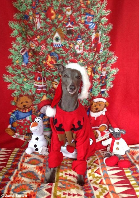 Rupert khoe ảnh mặc áo len tuần lộc, đầu đội mũ Giáng sinh hưởng ứng không khí lễ hội.