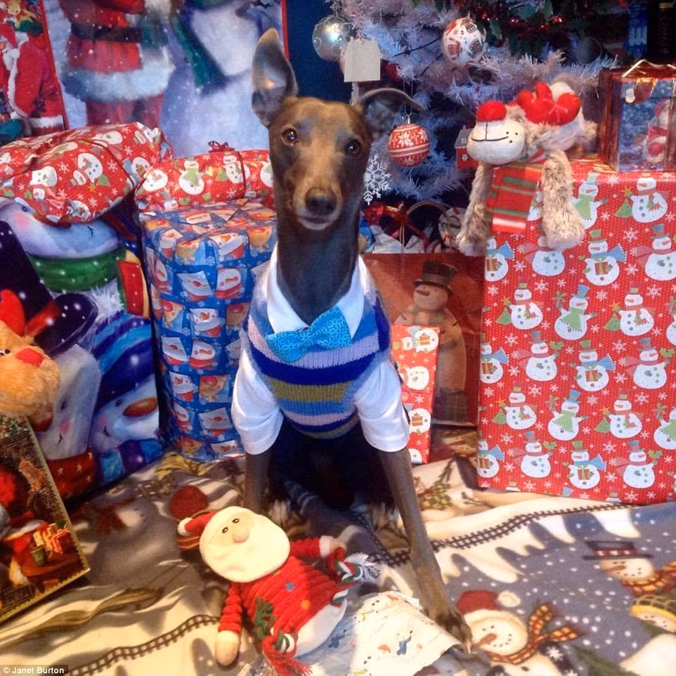 Từ đó, chủ nhân của chú chó người mẫu này ấp ủ rất nhiều kế hoạch chụp ảnh với chú chó cưng, chuẩn bị nhiều trang phục cho Rupert.