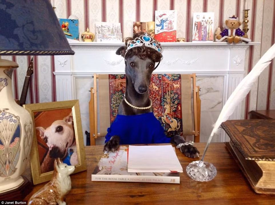 Rupert là một chú chó cưng thuộc sở hữu của bà Janet Burton, hiện đang sống ở Staffordshire, Anh. Rupert nổi tiếng là chú chó ưa thích lễ hội, năm nay con vật còn được mọi người coi là chú chó có Giáng sinh bận rộn nhất thế giới khi trở thành nhà tài trợ cho một quỹ từ thiện cứu hộ động vật.