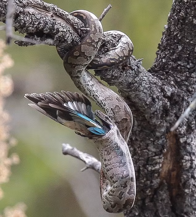 Trong tự nhiên, không hiếm những trường hợp chim chóc và các động vật nhỏ trở thành con mồi dễ dàng cho các loài trăn lớn.