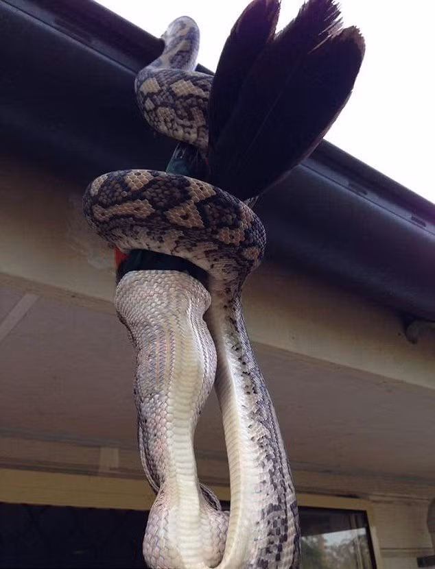 Lúc đầu con trăn cắn chặt con vẹt hoàng đế, sau đó nuốt xuống từ phần đầu. Phải mất kha khá thời gian để có thể hoàn toàn "thanh toán" xong con mồi nhưng con trăn này có đủ kiên nhẫn.