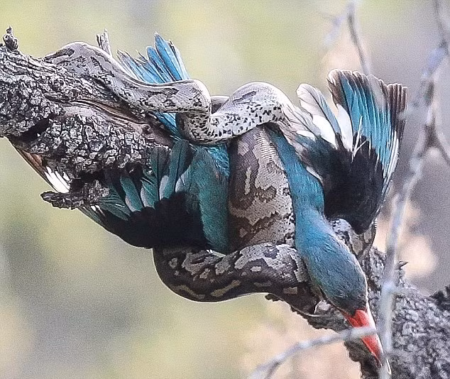 Cũng theo chuyên gia này, tuy rằng không phải là loài bò sát nguy hiểm nhất vì không có nọc độc nhưng khi bị trăn thảm cắn hoặc siết, bạn vẫn có thể gặp chấn thương nặng.