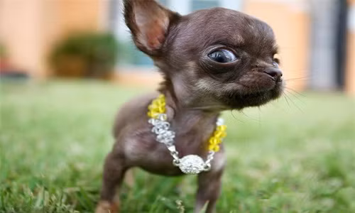 Nhà tâm lý học người Canada, Stanley Coren với sự giúp đỡ của hàng trăm giảng viên và bác sĩ thú y đã phát triển một thử nghiệm IQ đặc biệt, có thể xác định chó cưng của bạn thông minh như thế nào và đây là danh sách các giống chó ngốc nghếch nhất thế giới.