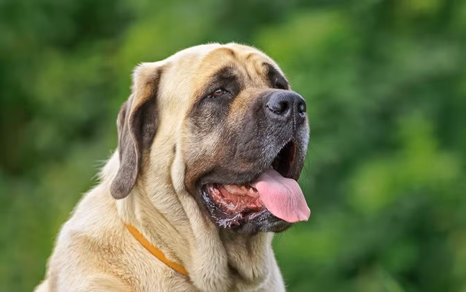 3. Chó ngao Anh, Mastiff. Mặc dù có kích thước lớn và ngoại hình hung dữ nhưng thực sự giống chó này là một người khổng lồ dịu dàng, tốt bụng, yêu thương con cái. Được biết đến với lòng dũng cảm của mình, chúng được nuôi nhiều để làm chó bảo vệ ở vùng nông thôn nước Anh. Tuy vậy, giống chó này có sự tập trung kém, để học tập những điều đơn giản phải mất nhiều thời gian. Sau khi học được, chúng lại dễ bị đồng hóa thông tin và lãng quên nhanh chóng.