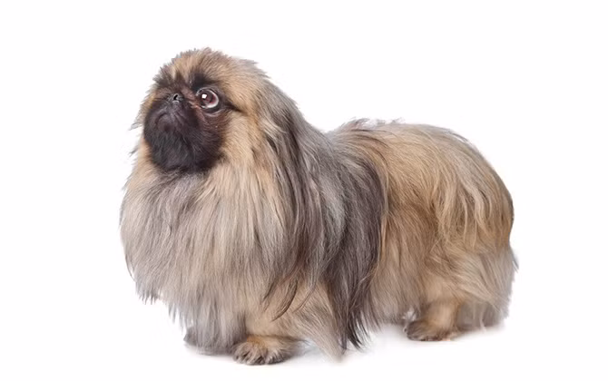 5. Chó lai Bắc kinh, đây là một trong những giống chó lai tạo chỉ dùng để bầu bạn. Cũng giống như giống chó Shih Tzu, chúng là một trong những giống chó lâu đời. Loài chó này rất dũng cảm, nhưng quá trình đào tạo cực kỳ khó khăn vì chúng vô cùng cứng đầu, bướng bỉnh. Trong những năm gần đây, loài này đang trở nên ít phổ biến hơn cũng vì lý do này.