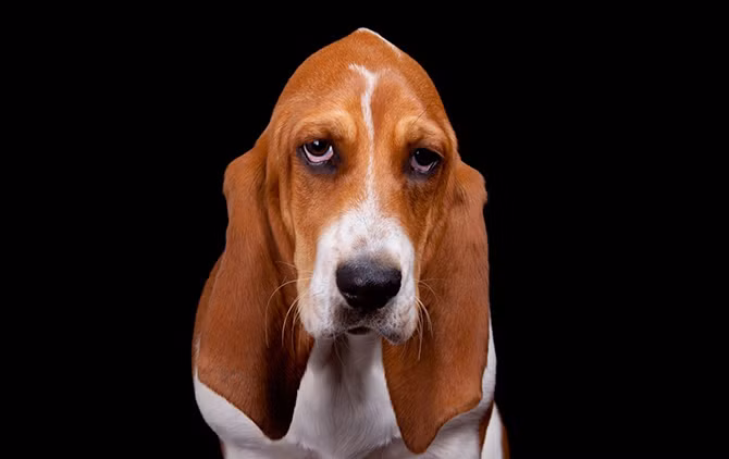 2. Chó săn chân lùn Basset. Mõm buồn, tai rủ xuống, hành vi rất bình tĩnh và bàn chân vụng về khiến cho giống chó này là một thú cưng vô cùng dễ thương. Nguyên lai ở Pháp, loài này được chủ nhân tổ chức những cuộc thi săn lùng đồ chơi nhỏ. Giống chó Bassett có khả năng tìm kiếm dựa vào mùi hương hơn là khả năng sử dụng trí tuệ. Trong thực tế, săn bắn là điều duy nhất mà giống chó này thể hiện được bản thân. Trong tình huống khác, chúng gần như bất lực. Khi đi bộ qua những con phố, hãy chắc chắn rằng chú chó cưng giống Basset đã được xích cẩn thận vì chỉ cần ngửi thấy một mùi hương kích thích, nó có thể bị lạc theo và quên đường về nhà.