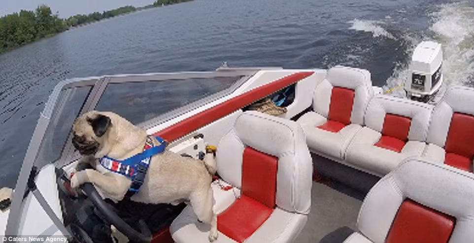 Chú chó pug 6 tuổi này yêu tất cả mọi loại bánh lái, Atom cũng được chủ của mình cho điều khiển một số động cơ khác nhau và chú cực kỳ thích thú.