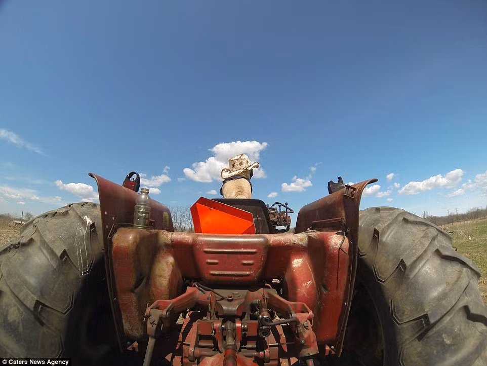 Trước đây Atom đã từng bị tấn công và mất một phần tai nhưng cuộc sống mới đã khiến chú chó này quên đi mọi điều rủi ro, sống lạc quan với sở thích mới mẻ của mình. Atom cũng được coi là một ngôi sao động vật mới nổi của vương quốc động vật.