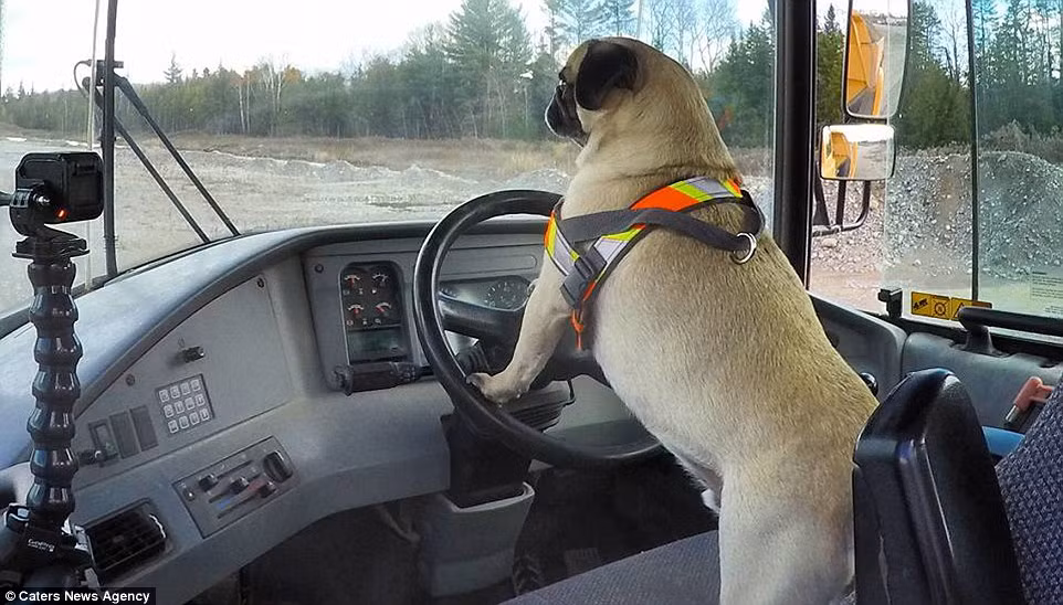 Trong một lần ngẫu nhiên, khi Richard chụp được cảnh tượng hài hước khi Atom trèo lên vô lăng và tỏ ý như muốn lái xe, anh đã đăng tải trên Facebook. Không ngờ bức ảnh vui nhộn nhận được rất nhiều lượt thích và chia sẻ.