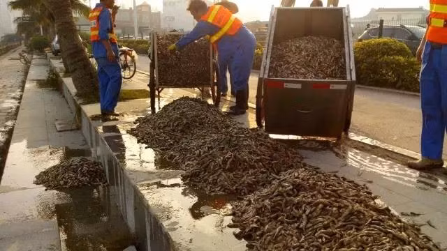 Tuy vậy, nguyên nhân ban đầu được cho là sự thay đổi thời tiết bất thường, nhiệt độ tăng cao rất ngột ngạt khiến những con cá rơi vào tình trạng thiếu oxy và chết.