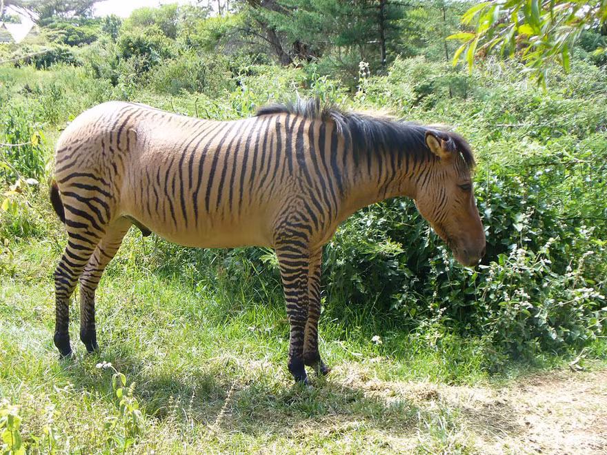 Zebroid, con lai giữa ngựa vằn và ngựa, nó ngỗ ngược và khó khống chế, hiếu chiến hơn ngựa rất nhiều.