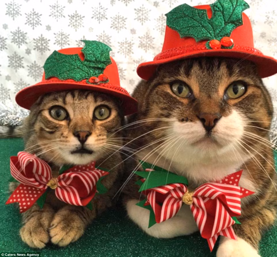 Mới đây, hình ảnh của bộ ba mèo Giáng sinh Joey, Cleo và Morrison đang được những người yêu mèo nói riêng và hội những người yêu động vật nói chung lan truyền một cách chóng mặt.