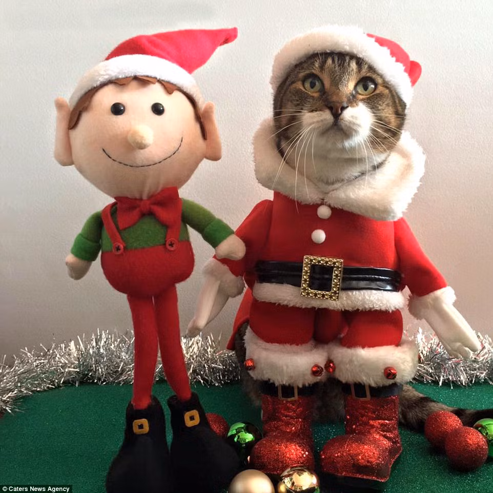 Joey diện đồ ông già Noel, đẹp nổi bật với đôi ủng đỏ lấp lánh bên cạnh một con yêu tinh nhồi bông ngộ nghĩnh.