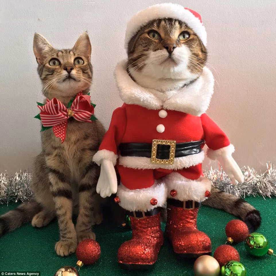 Jennifer Stewart, 25 tuổi, ở Melbourne, Australia chủ nhân của những con mèo nổi tiếng này cho biết những con mèo cưng của mình rất thích được mặc quần áo và chụp ảnh, như thể chúng bẩm sinh đã có tố chất ngôi sao.