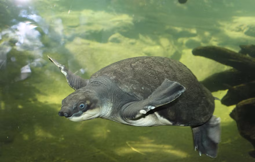 Qua bàn tay ma thuật của nhiếp ảnh gia Modifeye, một con rùa nhỏ xinh cũng có thể trở thành một con rùa khổng lồ có khả năng thống trị thế giới.