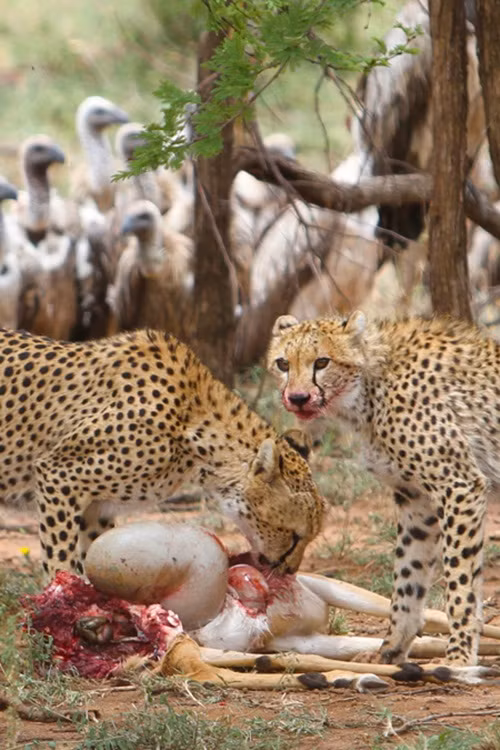 Đây là một ví dụ điển hình, anh em báo đốm đang nghỉ ngơi thì phát hiện một đàn linh dương đang di chuyển. Rất nhanh chóng, anh em báo đốm hợp sức để giải quyết con mồi. Non kinh nghiệm, con linh dương xấu số bị giết chết chỉ trong vài phút ngắn ngủi.