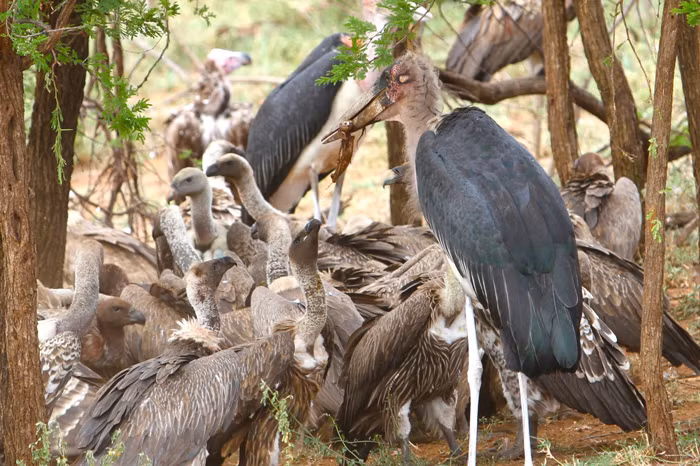 Chỉ khi đã no nê, anh em báo đốm mới ngừng lại, để mặc cho đàn kền kền xâu xé đám thịt thừa chẳng còn lại bao nhiêu.
