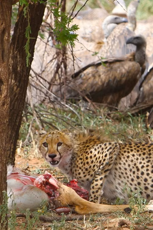 Vừa ăn, báo đốm vừa phải cảnh giác vô cùng khi hàng trăm con mắt đói khát của những con kền kền đang chĩa thẳng vào chúng với mục đích cướp mồi.