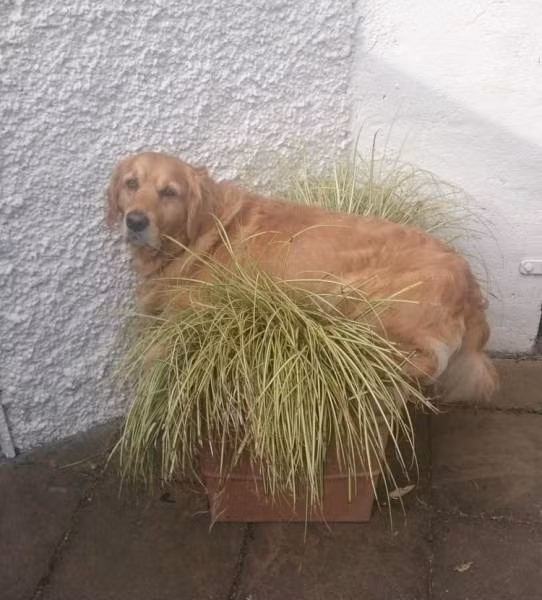 Khuôn mặt buồn rười rượi của chú chó khi muốn trở thành cây nhưng không được.