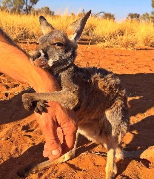 Khoảnh khắc chú kangaroo mồ côi níu lấy tay người chăm sóc đầy xúc động đã lọt top ảnh những khoảnh khắc cực yêu của động vật.