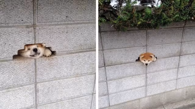 Chú chó đáng yêu lấp ló mặt qua kẽ tường khiến người đi đường vô cùng thích thú.