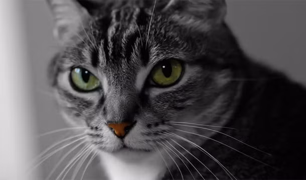 Mèo sẽ hôn má của những người mà nó tin tưởng hoặc cho chúng cảm giác an toàn bằng lưỡi của mình.