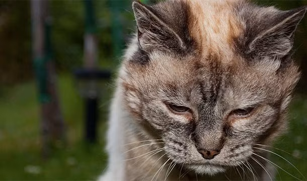Mèo già thường kêu meo meo nhiều hơn vì chúng bị mắc chứng Alzheimer, chứng bệnh mắc trí nhớ phổ biến.