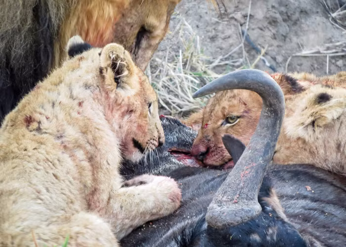 Sư tử đực gầm vào mặt sư tử cái cảnh cáo hãy tránh xa bữa ăn máu me của gia đình.