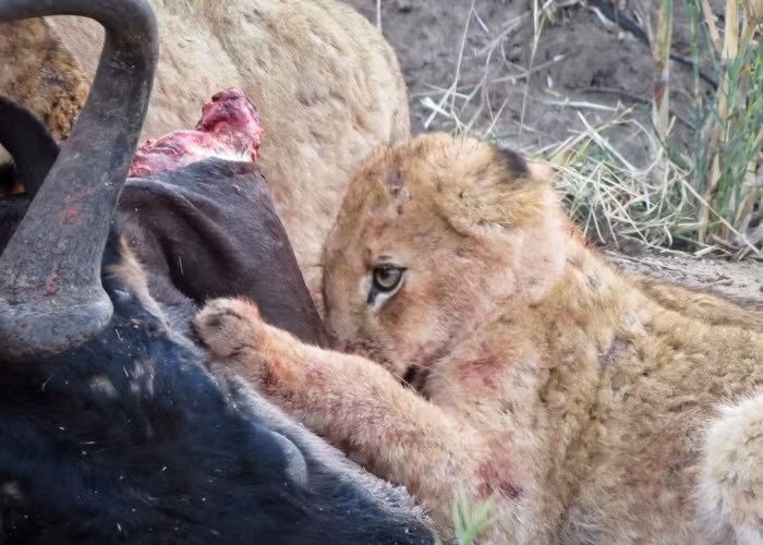 Trong khi đó, nó cho phép những con sư tử con thưởng thức món thịt trâu ngon lành.