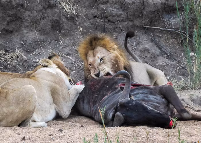 Thậm chí, khi con sư tử cái tỏ ý muốn chia phần, nó còn gặp phải sự đe dọa trắng trợn từ một con sư tử đực hung dữ.