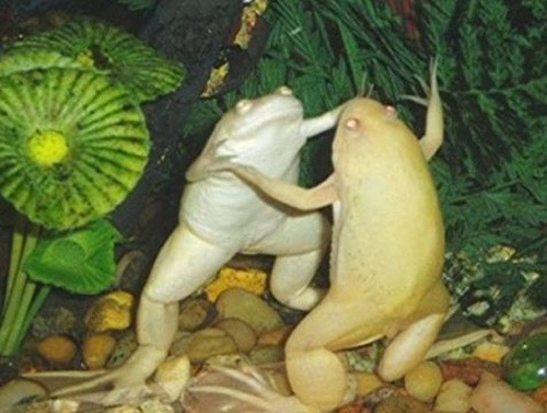 Không ồn ào như các loài động vật to lớn khác, cặp đôi ếch này lựa chọn một điệu nhảy đôi êm ái, lãng mạn.