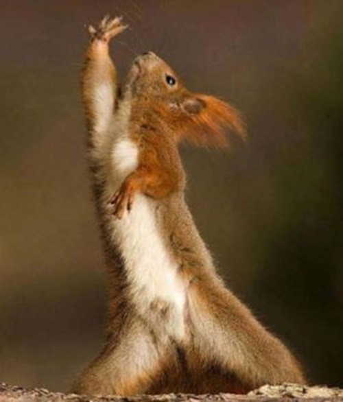 Diễn rất sâu, chú sóc tinh nghịch bày ra một tư thế như diva ca nhạc.