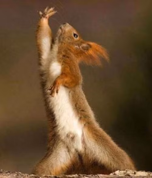 Diễn rất sâu, chú sóc tinh nghịch bày ra một tư thế như diva ca nhạc.