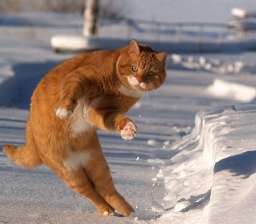 Thần tượng Micheal Jackson, chú mèo này quyết tâm học bằng được điệu nhảy moon walks.