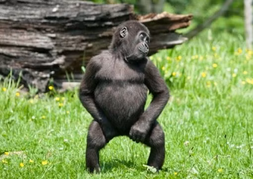 Chú khỉ đột này thích thú với điệu nhảy gợi cảm và không ngại biểu diễn.