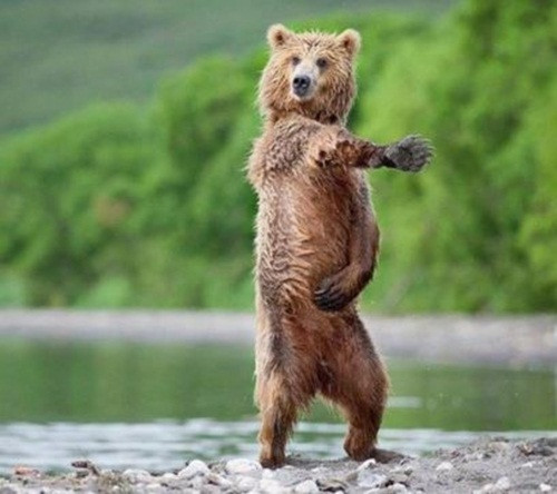 Chàng gấu nâu này muốn trở thành một vũ công động vật, đêm ngày không ngừng tập luyện.