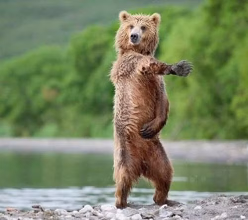 Chàng gấu nâu này muốn trở thành một vũ công động vật, đêm ngày không ngừng tập luyện.