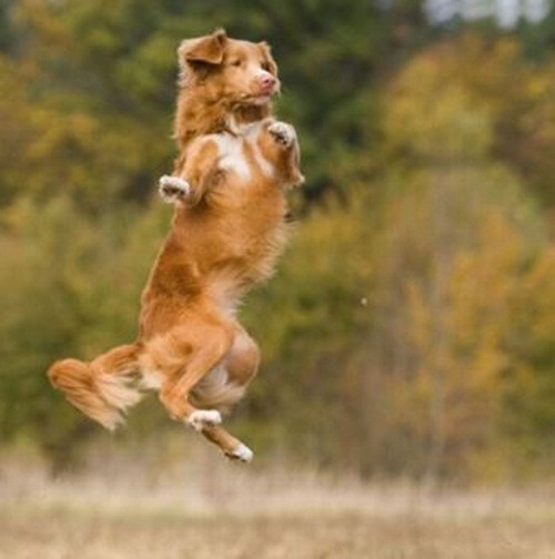 Vũ điệu trên không của chú chó vũ công khiến nhiều cô nàng hâm mộ.