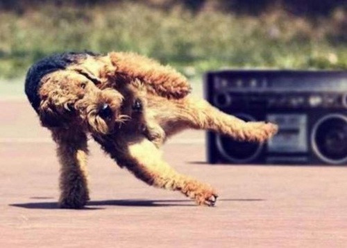 Chú chó này đang thực hiện màn break dance đỉnh cao.
