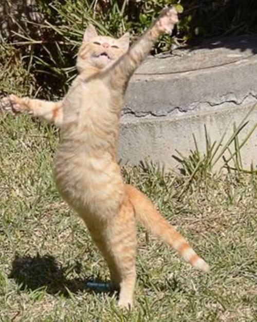 Chú mèo này vừa kết thúc màn trình diễn một mình, chứng minh mình là một trong những động vật yêu ca hát, nhảy múa nhất thế giới.