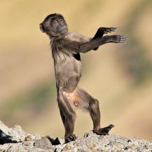 Phiêu theo âm nhạc, chú khỉ này quyết định nhảy tự do.