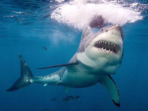 Con cá mập đã tấn công và cắn đứt chân của Tadashi. Ngay sau khi xảy ra vụ tấn công, Tadashi đã được đưa vào bờ khẩn cấp nhưng anh không qua khỏi do vết thương quá nặng và mất nhiều máu.